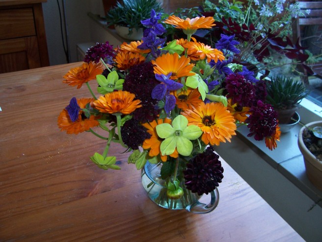 Calendula, salvia, nicotiana