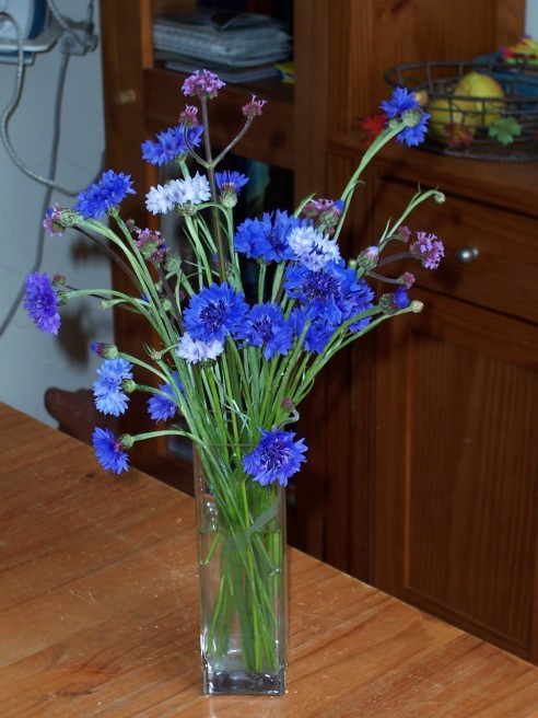 Centaurea en verbena bonariensis