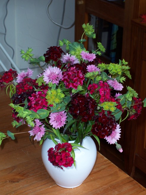 Dianthus en bupleurum