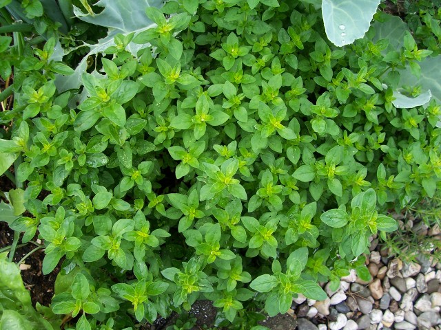 Oregano